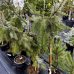 Smrek srbský (Picea omorika) ´PENDULA´ - výška 100-130 cm, kont. C7.5L